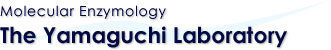Molecular Enzymology - The Yamaguchi Laboratory 